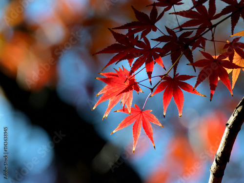 The sun shines only on certain maple leaves, making them beautiful in Tokyo