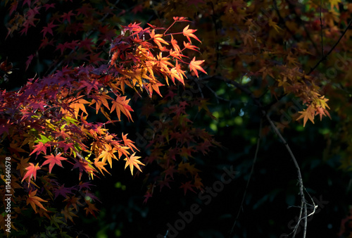 The shape of the autumn leaves looks like a monster and is interesting in Tokyo