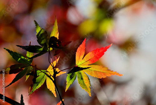 The colors of one maple leaf are rainbow-colored and interesting in Tokyo