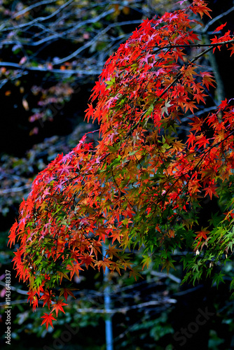 Beautiful red maple trees in Tokyo,