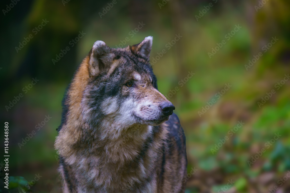 Fototapeta premium Portrait of a gray wolf (Canis lupus)