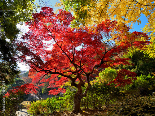 The beautiful red maple trees seem to be dancing in Tokyo
