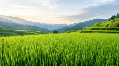 Lush green rice terraces stretch across rolling hills, bathed in soft sunlight, showcasing the beauty of agricultural landscapes against a serene sky.