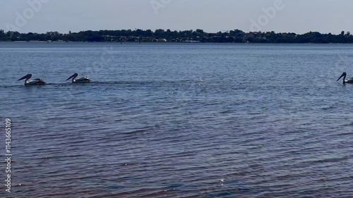 Camera pan follows pelicans swimming along  blue waters of Swan River - sunny sky, birds backlit. Yacht club on far shore