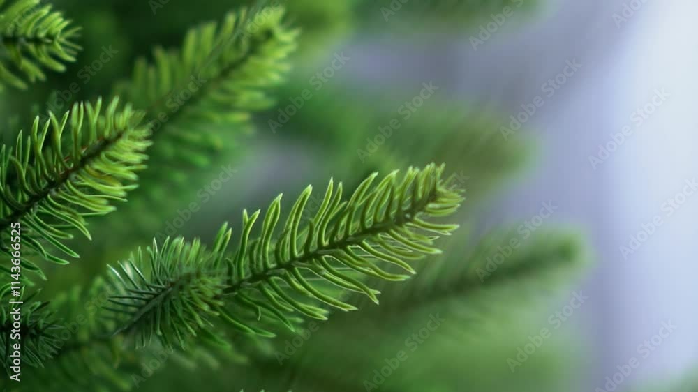 Green branches of an artificial Christmas tree. Alternative to natural Christmas trees Green branches of an artificial Christmas tree. Alternative to natural Christmas trees
