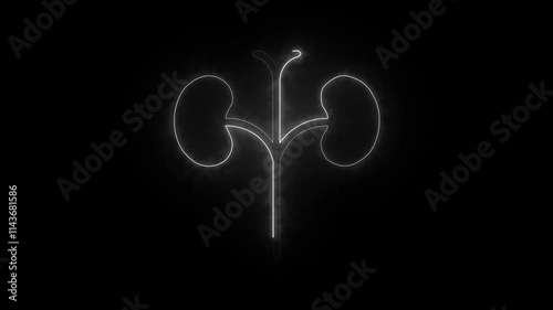 Glowing Human kidney icon animation. This renal system symbol is a neon kidney animation. The kidney was divided into the right and left halves icon animated
