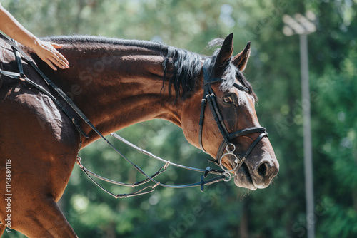 Detailed view of a brown horse with a rider in an outdoor environment, showcasing equestrian activities and horse riding. photo