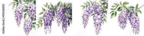 Elegant Cascading Wisteria Flowers in Full Bloom Decorating the Garden in Spring Season
