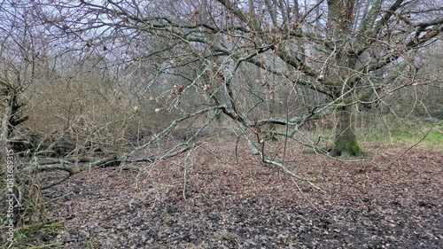 Forêt de bord de rivière (4)