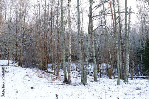 Canvas Print Forest