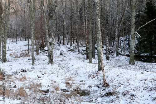 Forest