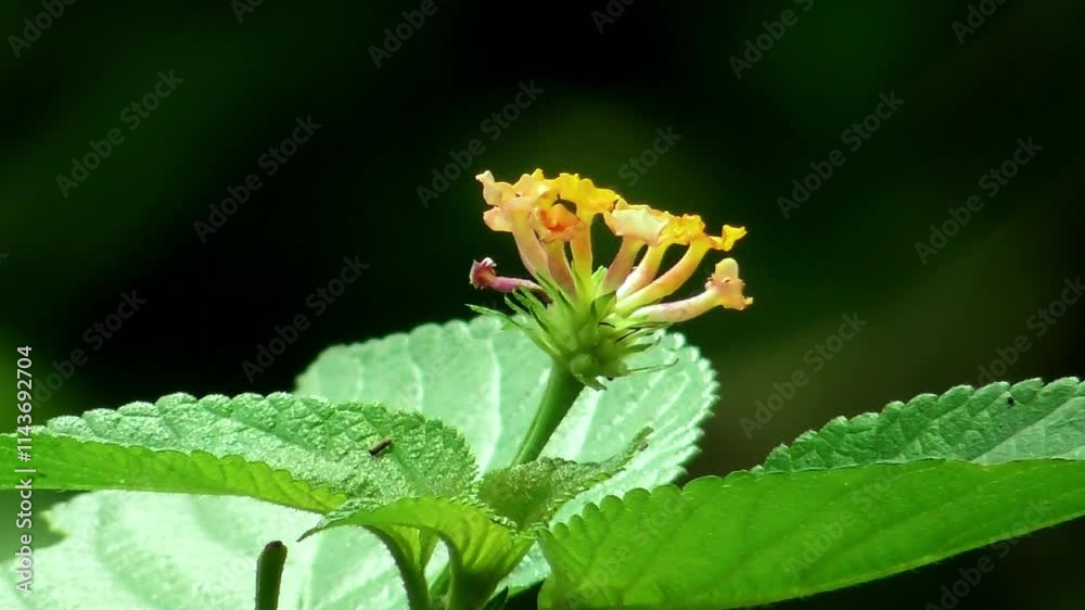 Closeup lantana camara flower blown the wind. 4K footage