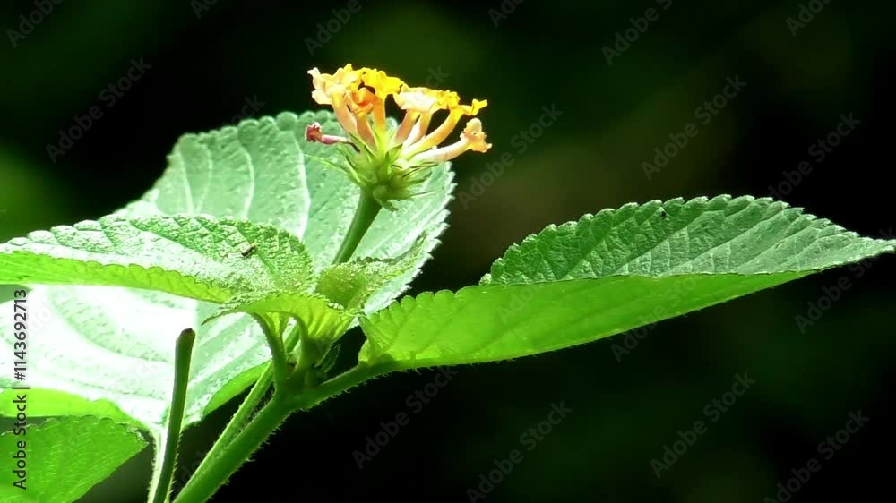 4K footage lantana camara flower bloom blown the wind