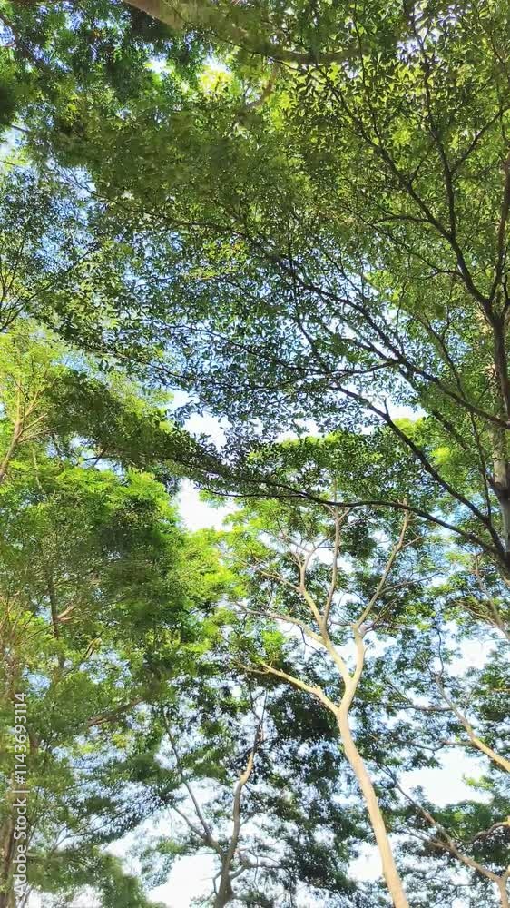 The dense branches and leaves of the trees swayed gently in the wind, showing the blue sky between the leaves. The dense branches and leaves of the trees swayed gently in the wind, showing the blue sky between the leaves.