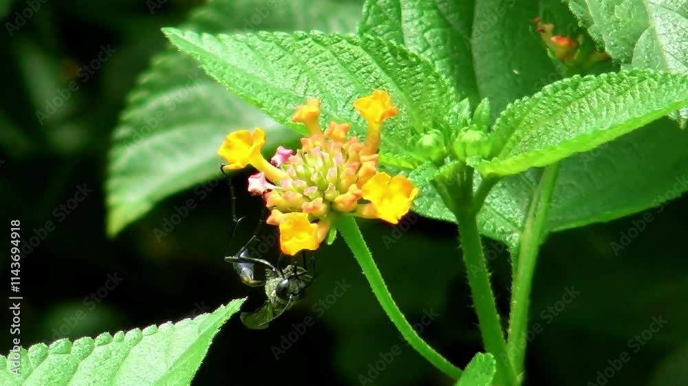 Sphecidae (Ammophila pubescens) on flower Sphecidae (Ammophila pubescens) on flower