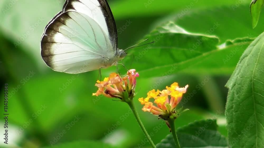 A white butterfly rests on a flower