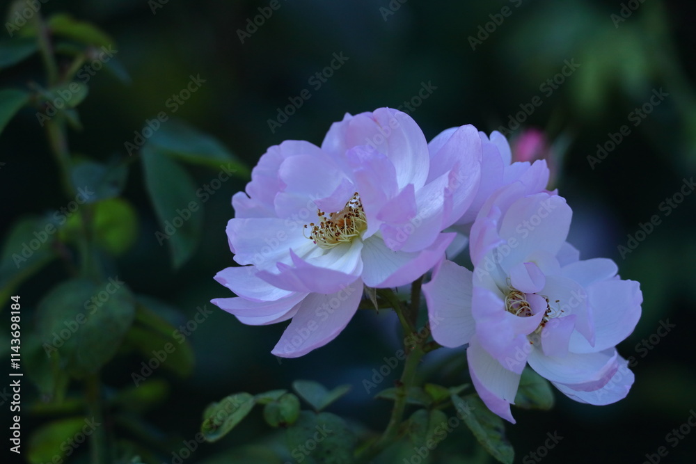 Obraz premium 花の女王