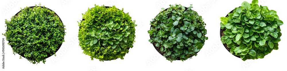 Obraz premium Green Plants in Pots Isolated on Transparent Background