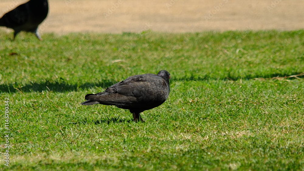 Obraz premium crow on the grass
