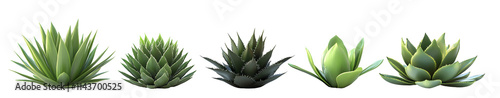 Five Succulents Displayed, Isolated on Transparent Background