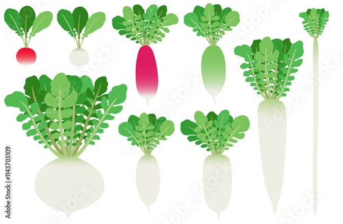 イラスト素材：ダイコン　いろいろな種類のダイコンセット