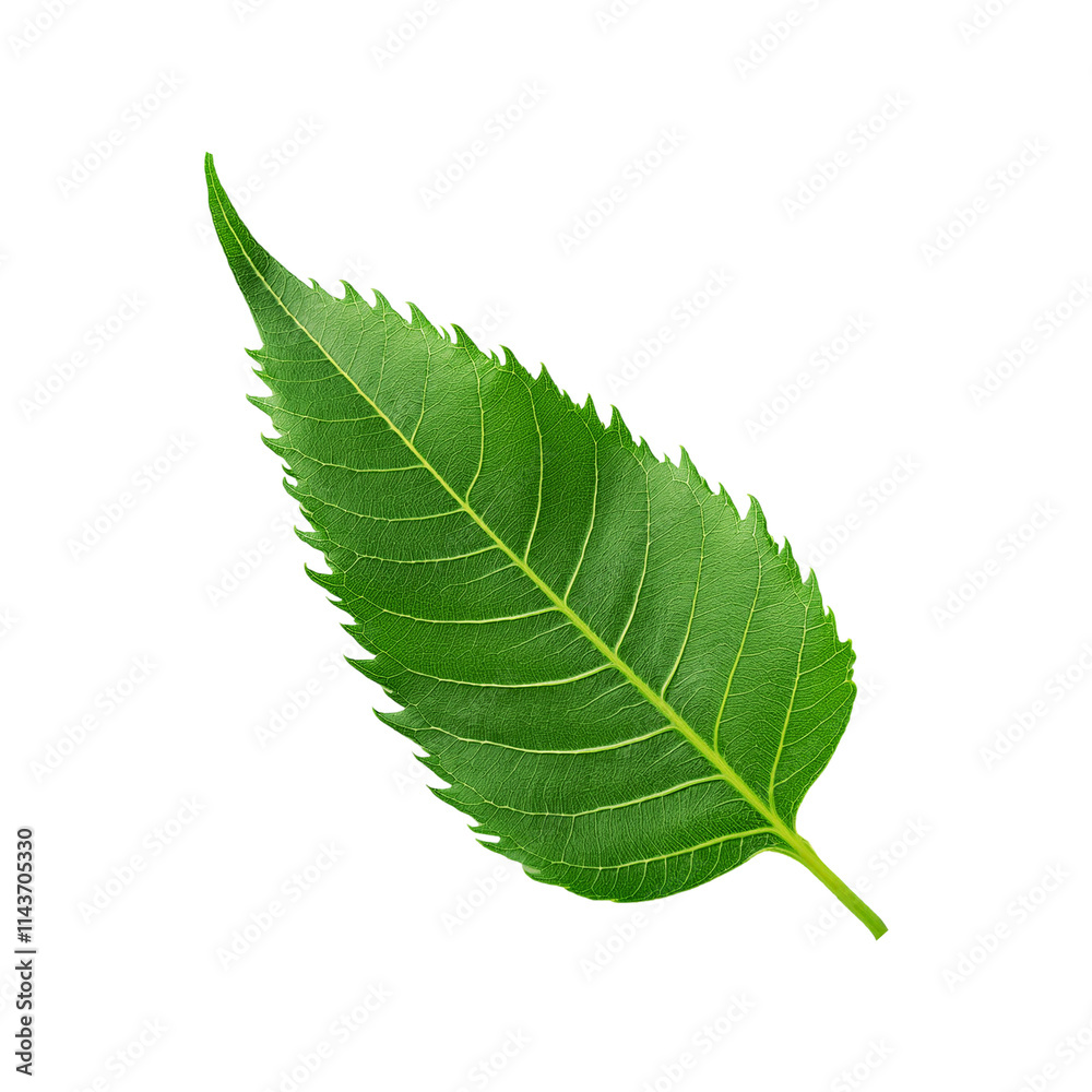 Obraz premium Green neem leaf on transparent background