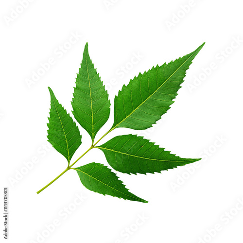 Green neem leaf branch on transparent background