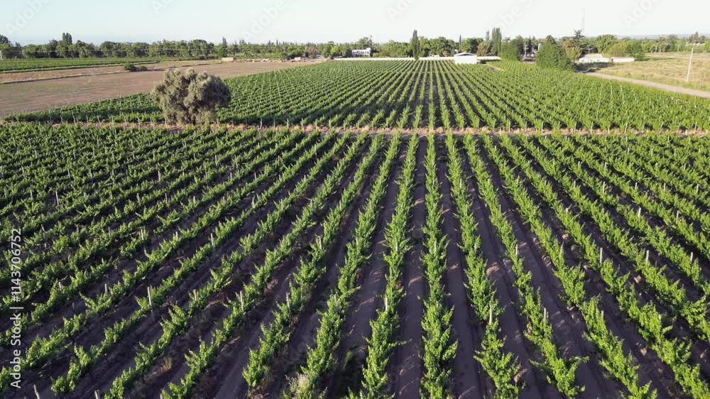 Low flyover of healthy green grape vines in winemaking vineyard aerial