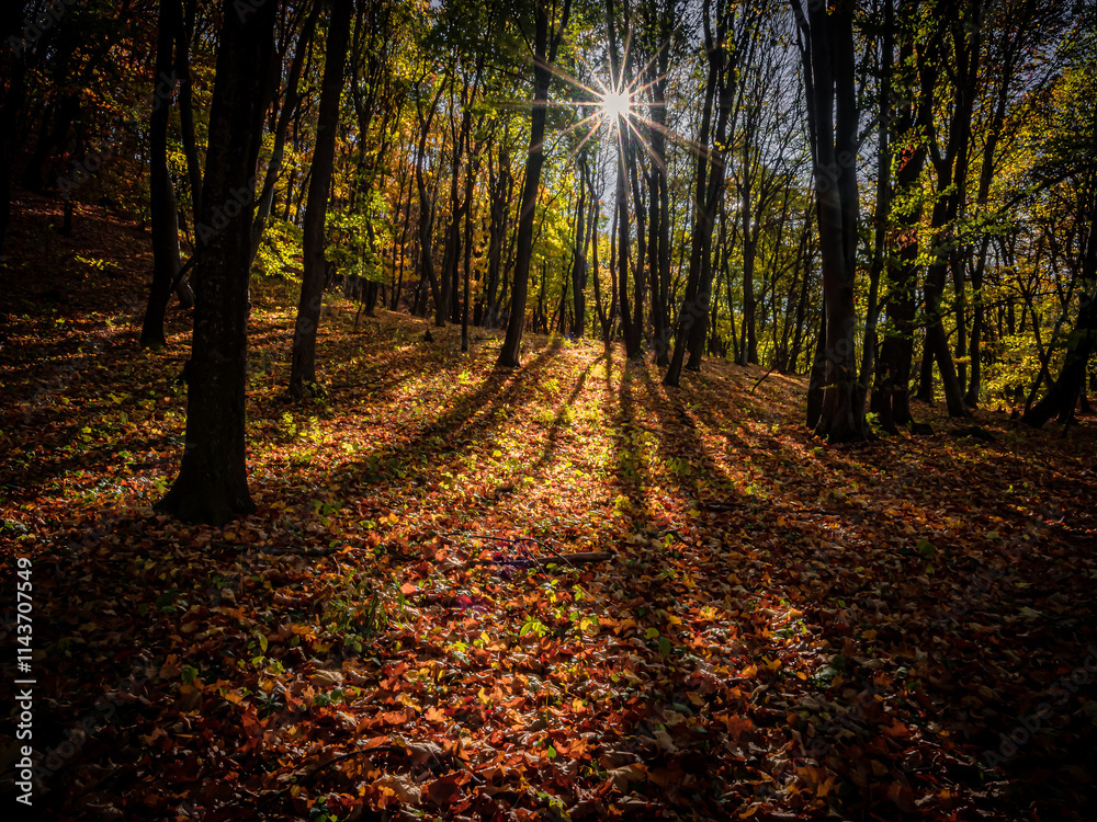 Fototapeta premium Autumn mountain deep inside forest panorama background sunlight blue sky