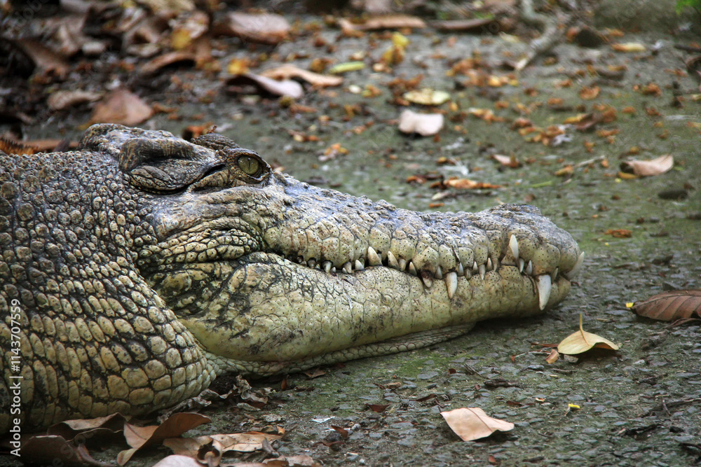 Closeup of the head of crocodile Closeup of the head of crocodile