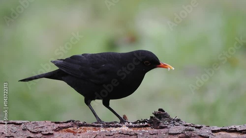 Amsel (Turdus merula)    