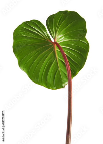 Homalomena foliage, Green leaf with red petioles isolated on white background, with clipping path photo