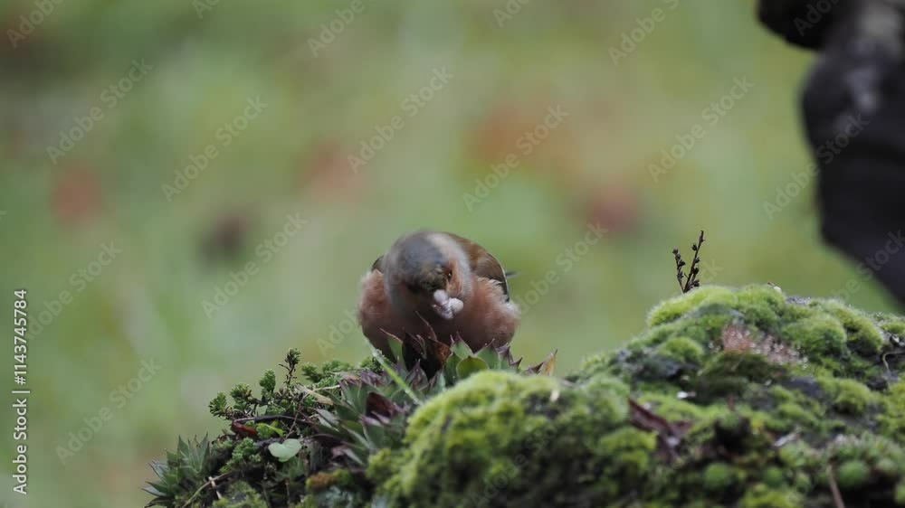 Buchfink (Fringilla coelebs)   