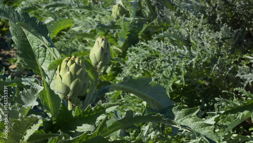 Artichoke plant blowing in the wind with text space available