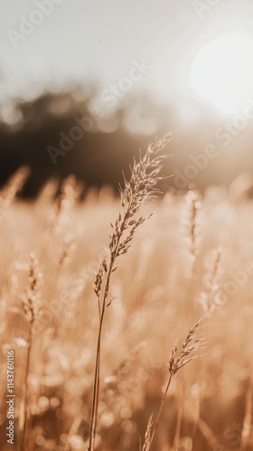 Wheat field swaying gently in the warm sunlight under a clear blue sky