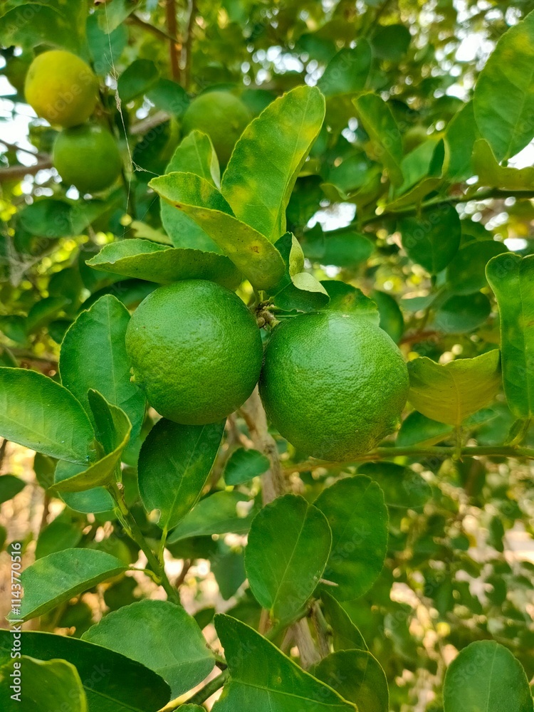 Green limes hanging from the branch Green limes hanging from the branch
