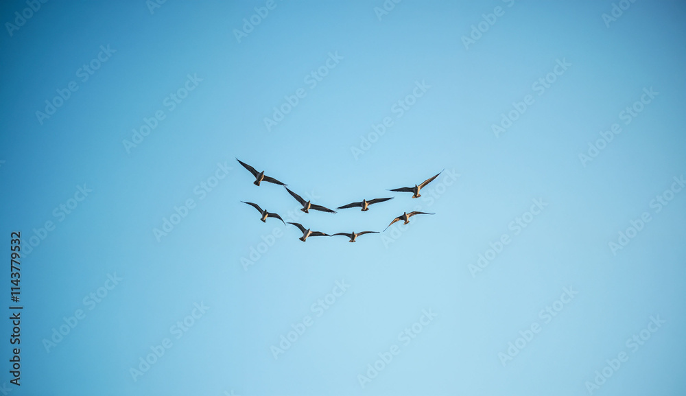 Flock of birds flying in formation against blue sky Flock of birds flying in formation against blue sky