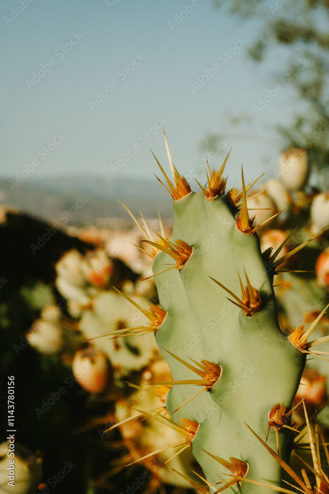 cactus in the desert mountain cactus in the desert mountain