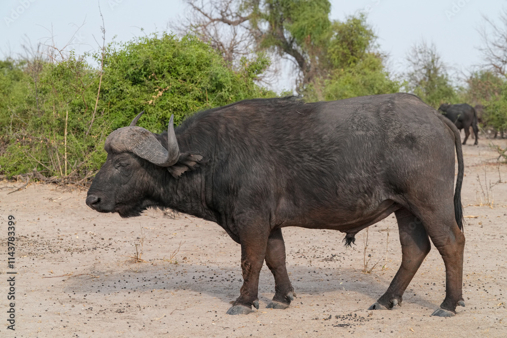 Steppenbüffel im Norden von Namibia in der freien Natur Steppenbüffel im Norden von Namibia in der freien Natur