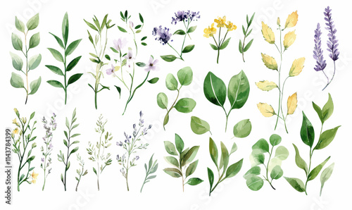 Wallpaper Mural Watercolor Vector Set of Wildflowers and Herbs with Leaves for Botanical Designs Torontodigital.ca