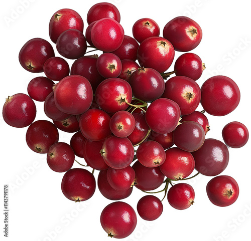 Delicious Cranberry fruit illustration isolated