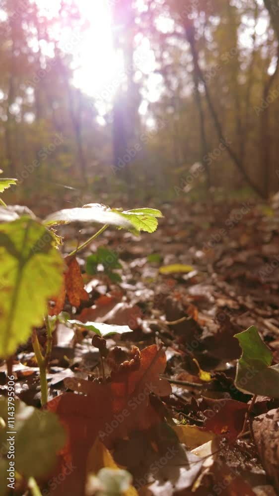 A peaceful and serene forest scene showcasing beautiful sunlight gently filtering through the tall trees A peaceful and serene forest scene showcasing beautiful sunlight gently filtering through the tall trees