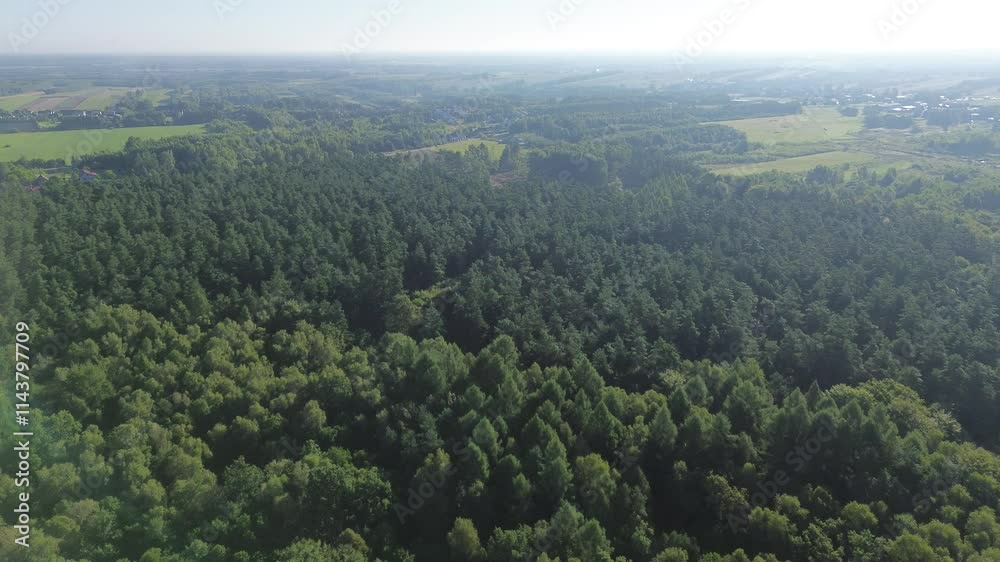 Aerial perspective of lush forest canopy Aerial perspective of lush forest canopy