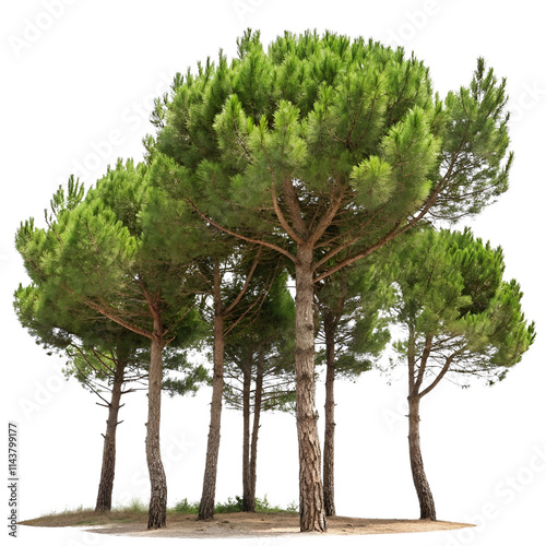 A cluster of pine trees isolated on a transparent background