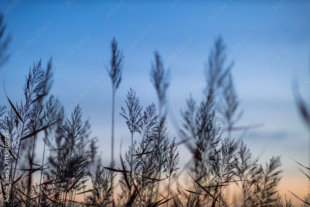 Grass, sky background and silence. Grass, sky background and silence.