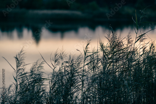 фотографія Grass, lake water and silence.
