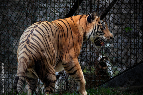 Closeup of golden tabby tiger photo