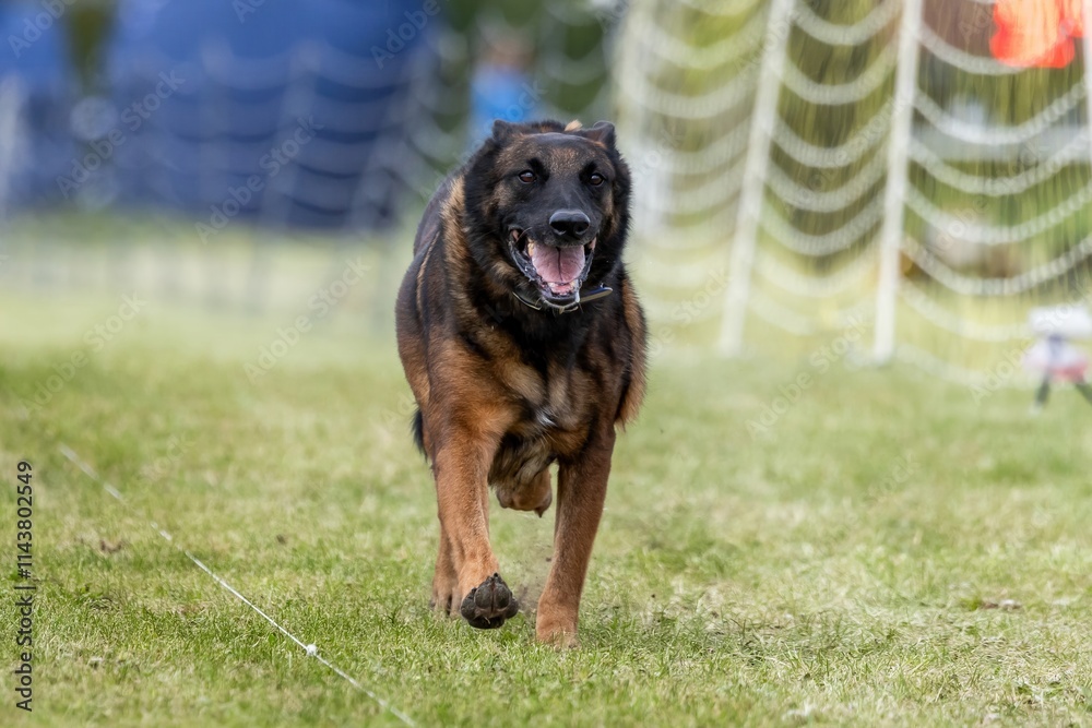 Belgian Malinois Running Lure Course Sprint Dog Sport Belgian Malinois Running Lure Course Sprint Dog Sport