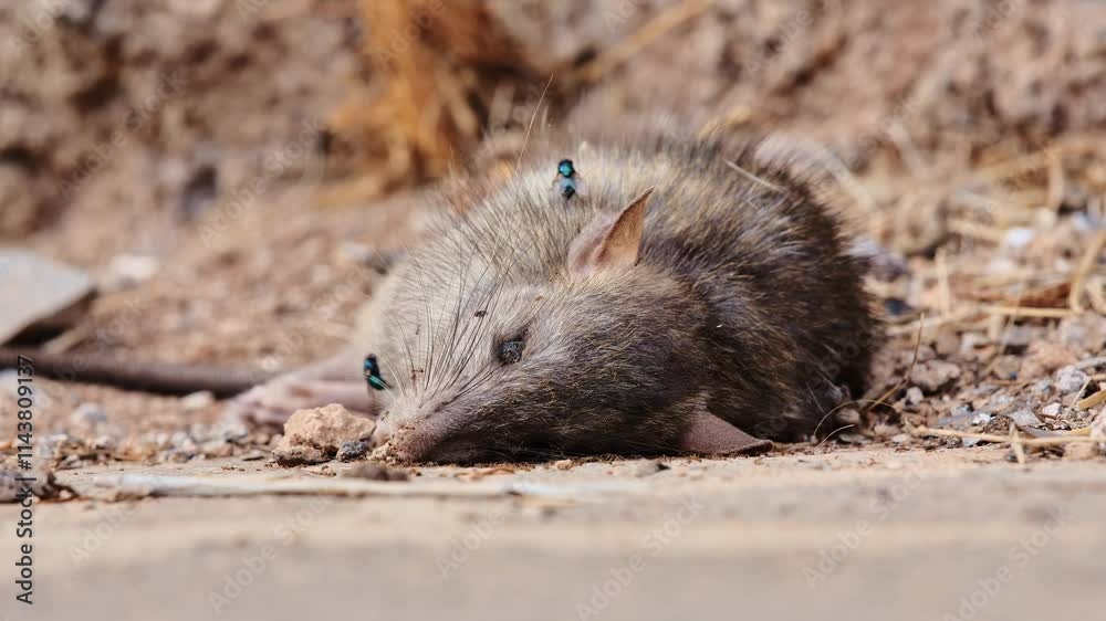 Large dead rat lies on ground, surrounded by ants and flies, symbolizing decay Large dead rat lies on ground, surrounded by ants and flies, symbolizing decay
