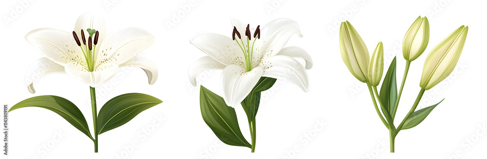White Lilies, Blooming Flowers Isolated on Transparent Background White Lilies, Blooming Flowers Isolated on Transparent Background